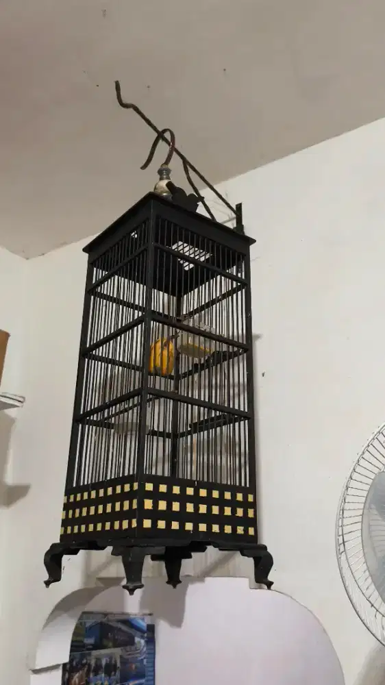 Burung kolibri ijoan korlap harian bunyi fullset