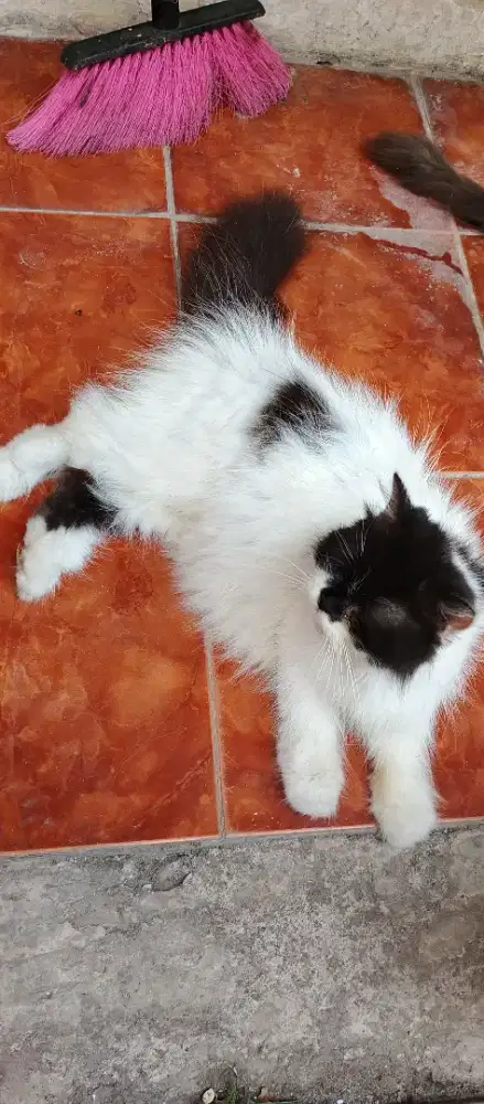 kucing persia betina