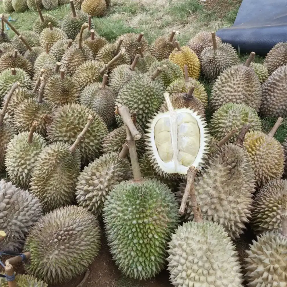 Ready Durian Lokal Jaminan Manis Partai