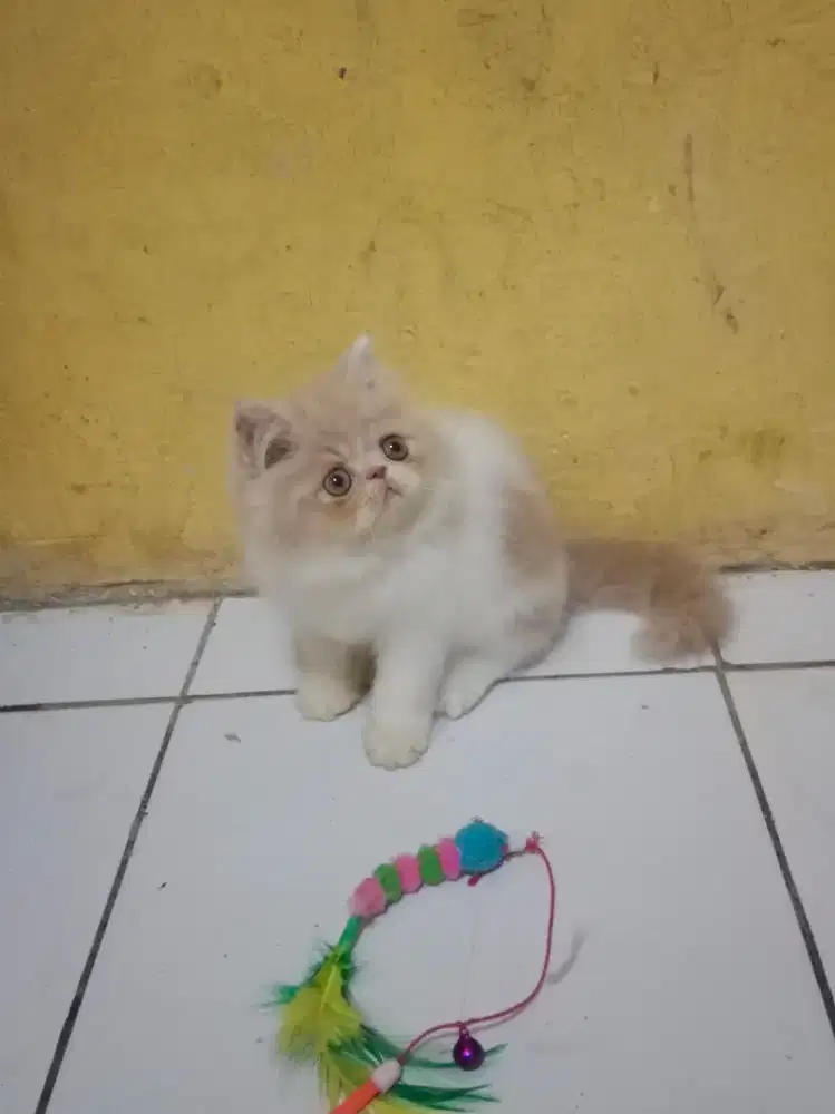 Kucing Persia Peaknose Jantan