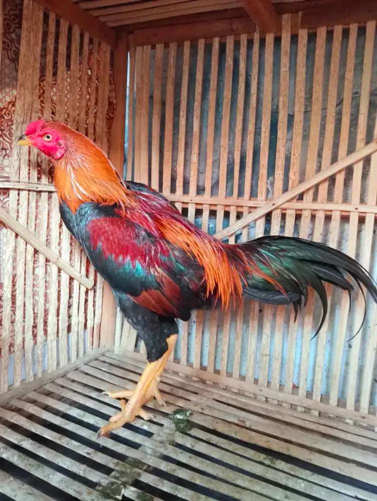 Ayam Bangkok x Pakhoy Muda