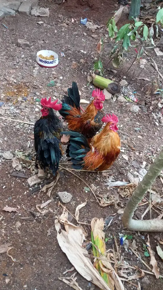 Ayam kate pejantan.