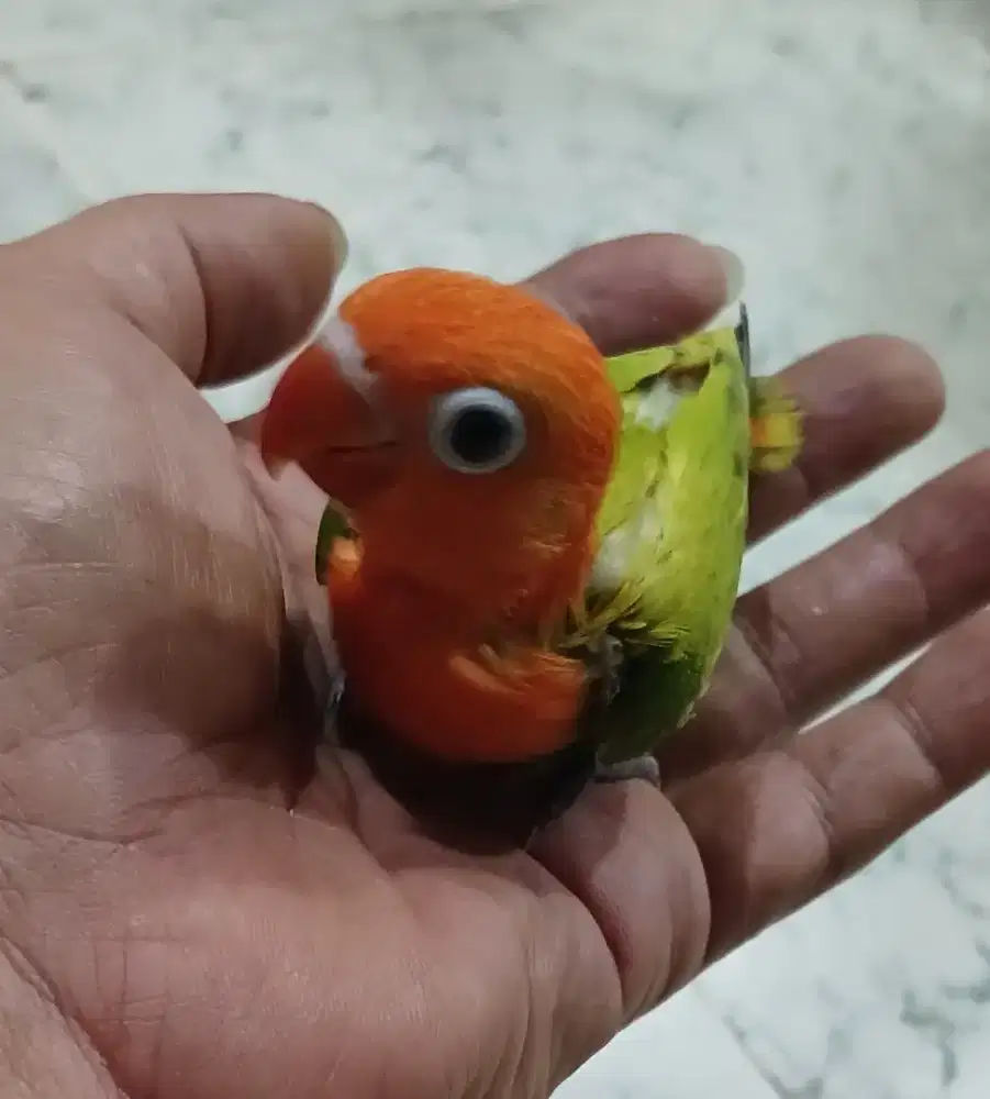 Burung lovebird