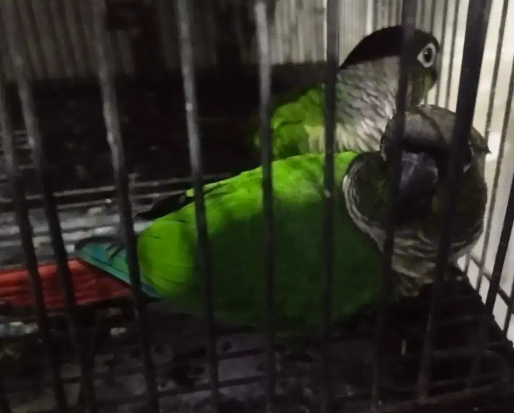 Green cheeck conure