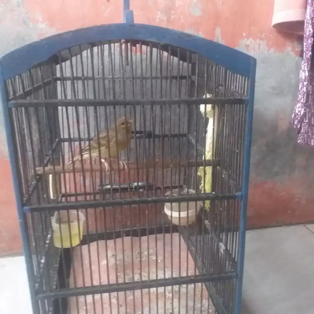 Kenari lokal  gembingan