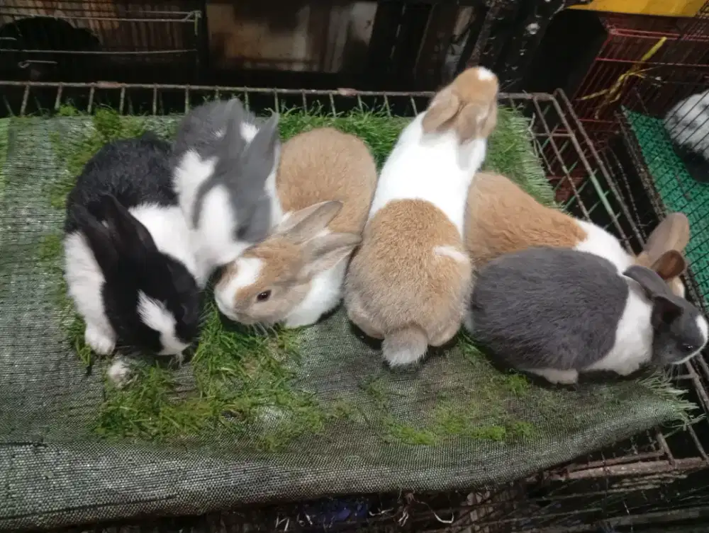 Kelinci hias jenis dutch