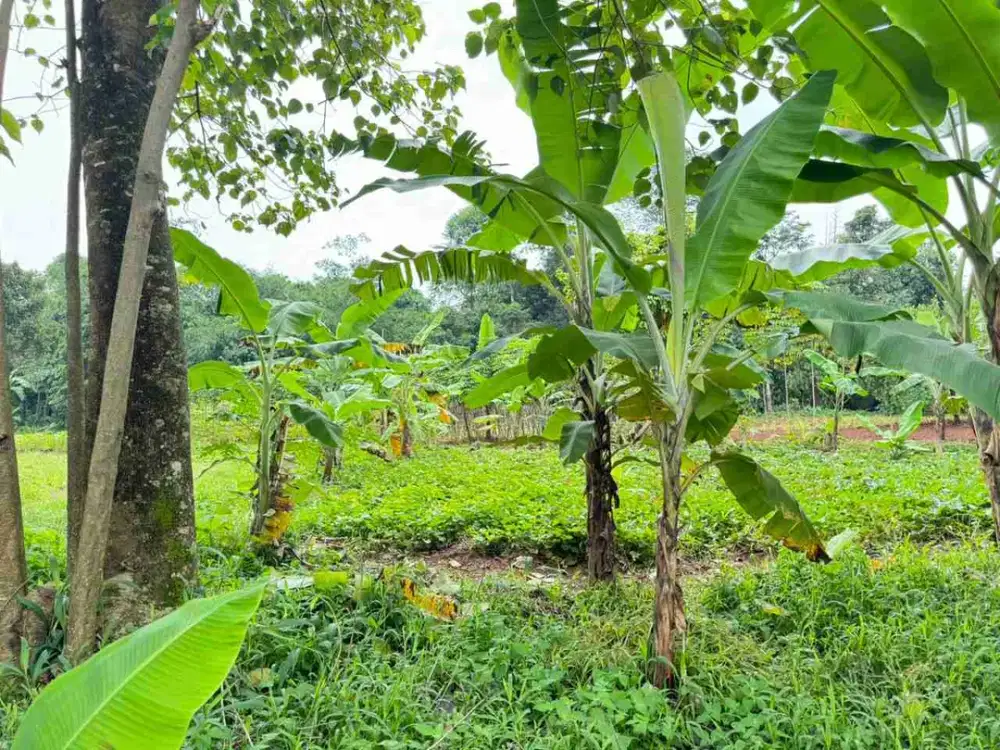 Dijual Cepat Tanah Lokasi sukasirna dayeh jonggol Jawa Barat