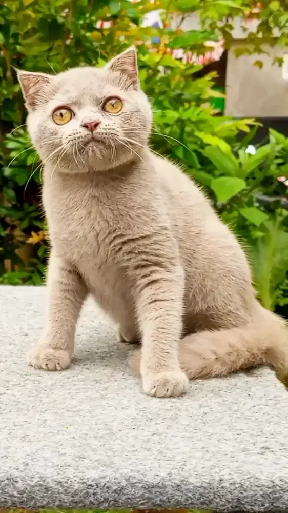 Scottish single fold
