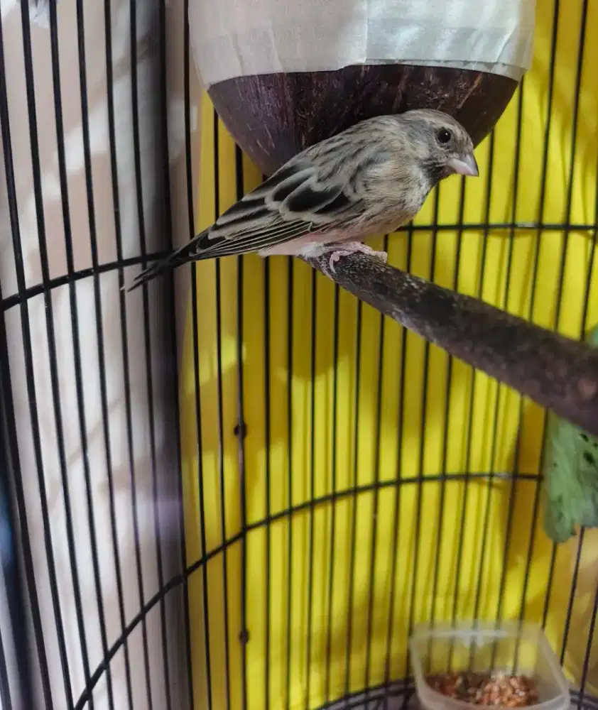Blackstroath betina botwana siapan