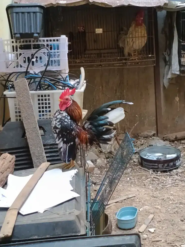 Ayam Serama jantan