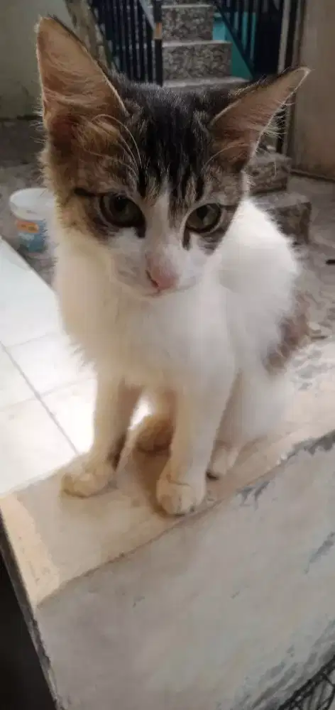KITTEN GOLD & TIGA ADIKNYA