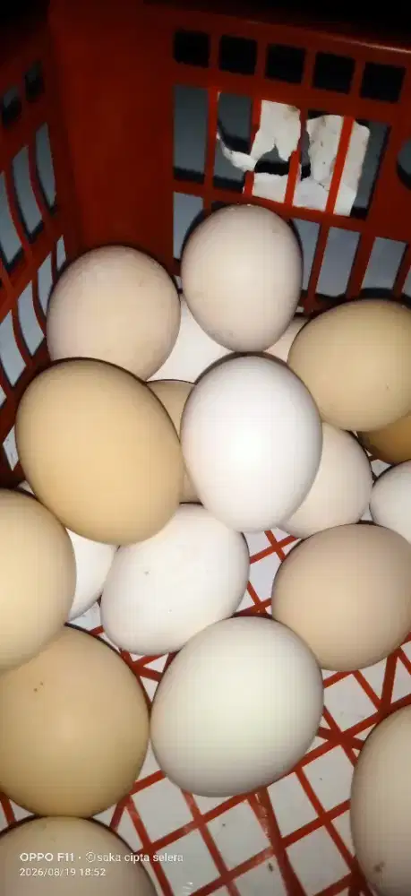 Telur ayam kampung (elba)