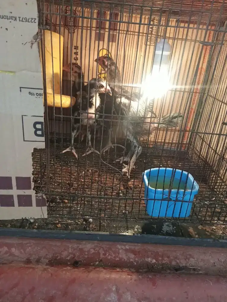 Pitik pachoy x Birma telor dr biru