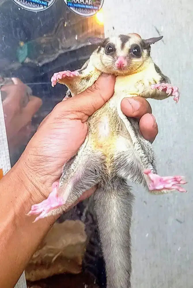 Indukan sugar glider produksi