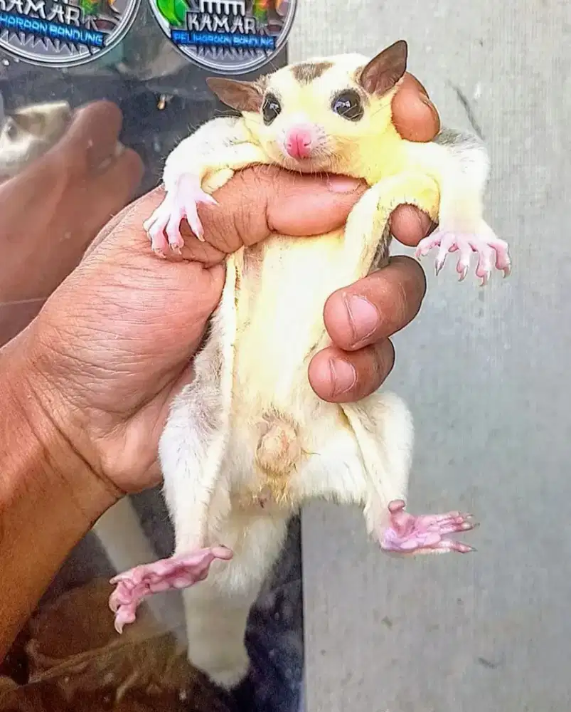 Indukan sugar glider