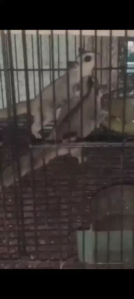 Sugar Glider sepasang