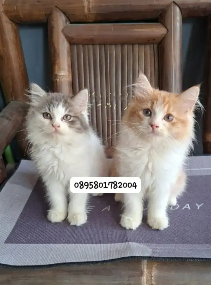 Kucing persia betina/kucing persia flatnose/kitten persia  jantan