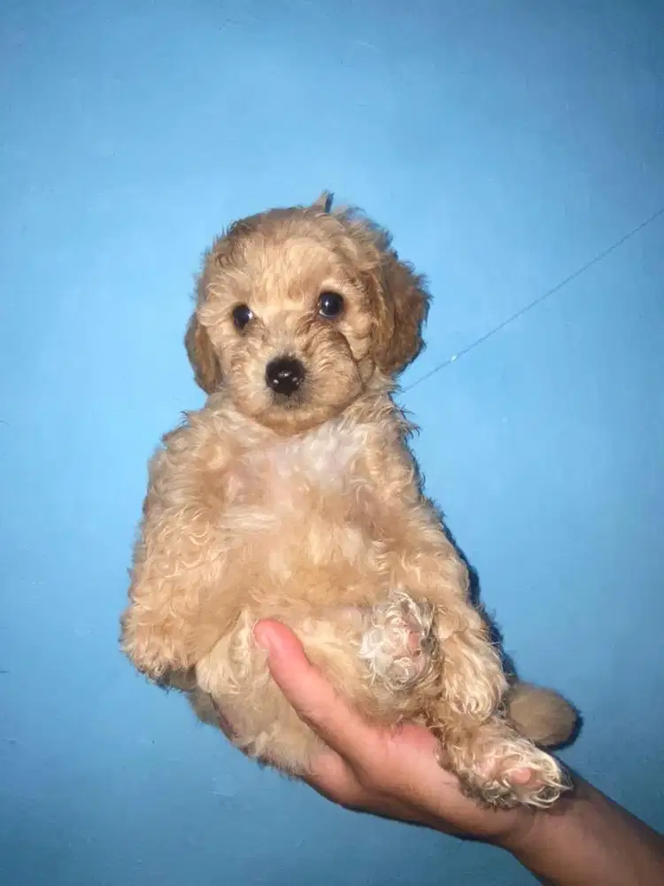 Toy poddle 2bln