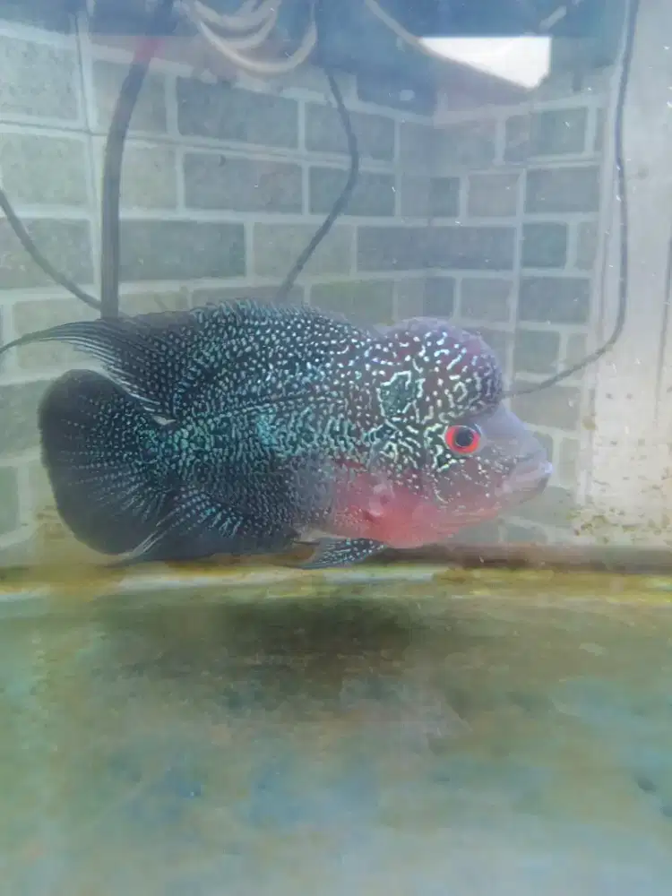 Ikan louhan 4 jarian