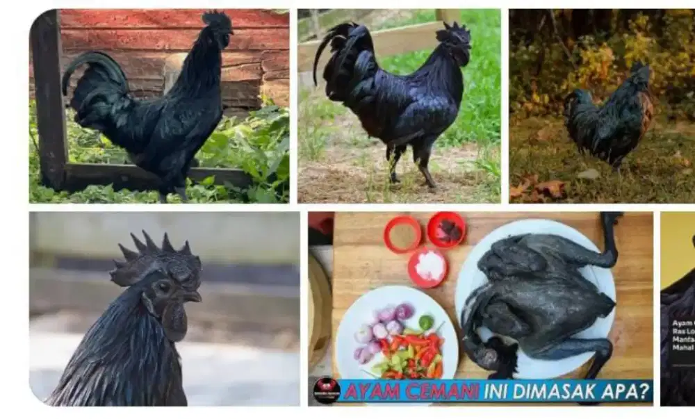 Ayam cemani hitam