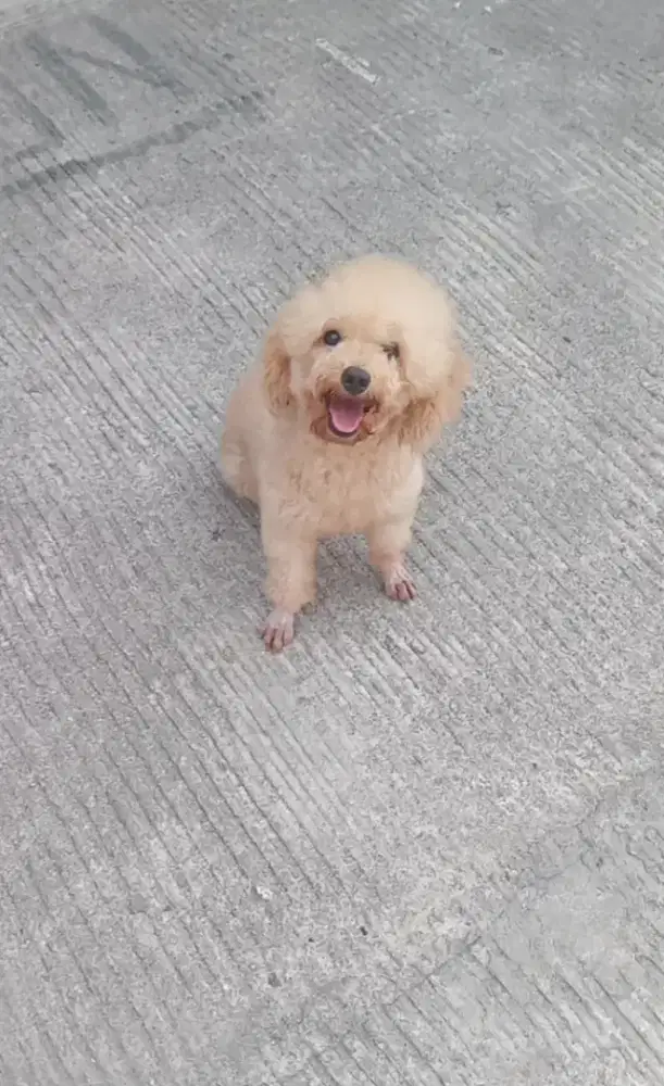 Apricot Toy Poodle Betina