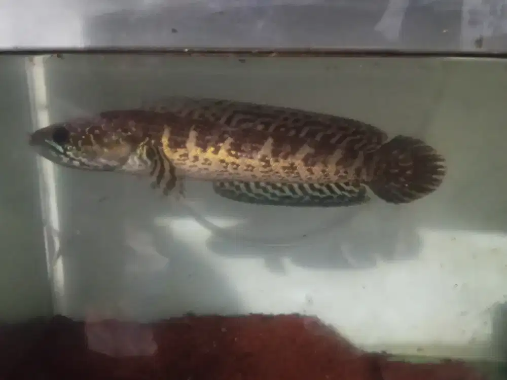 Channa Auranti size -+20 cm