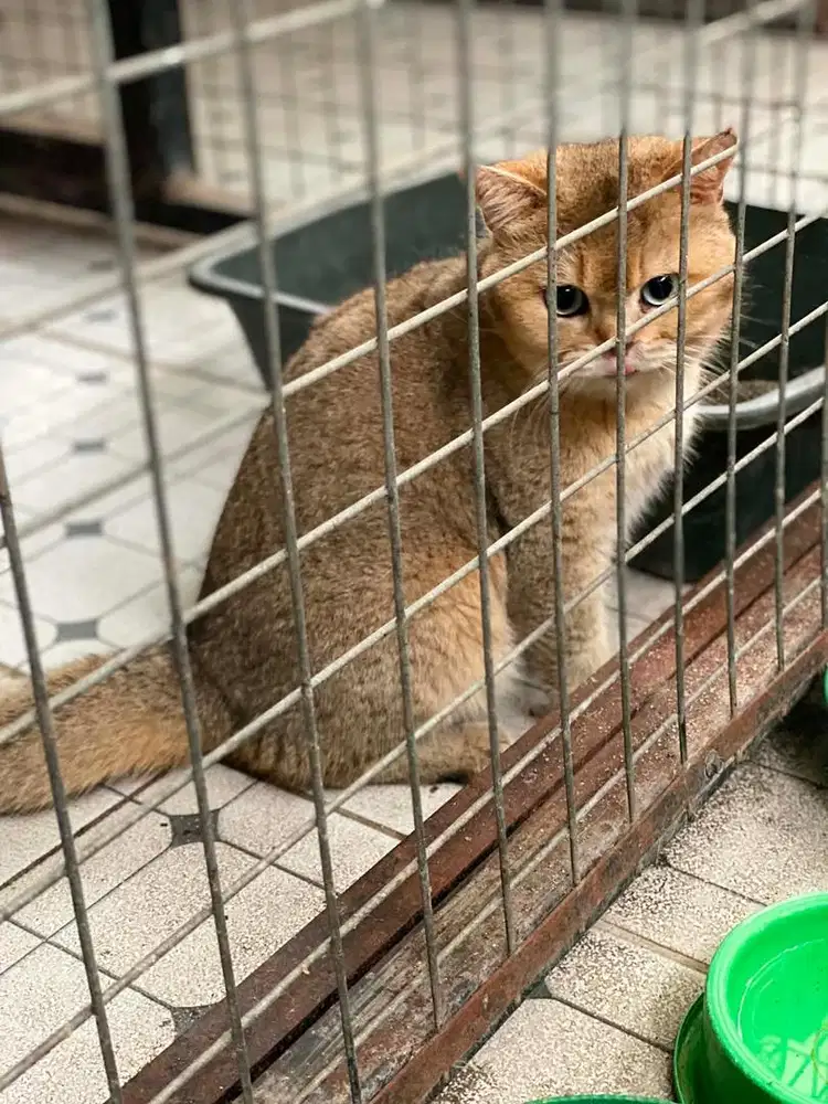BSH Golden Black