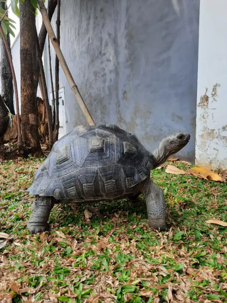 Aldabra bulet gagah gendut