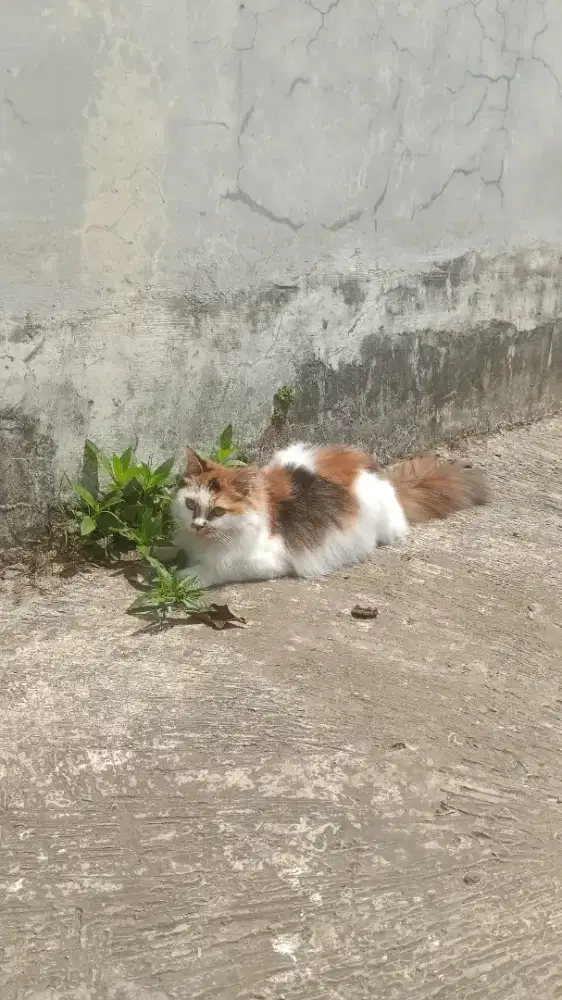 KUCING PERSIA CALICO