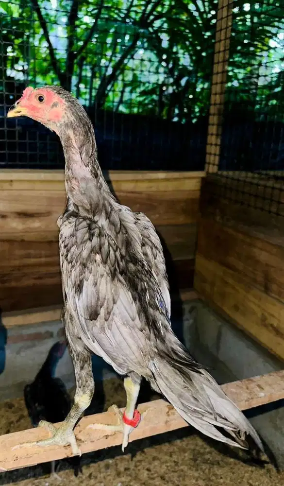 Ayam siam pama iq