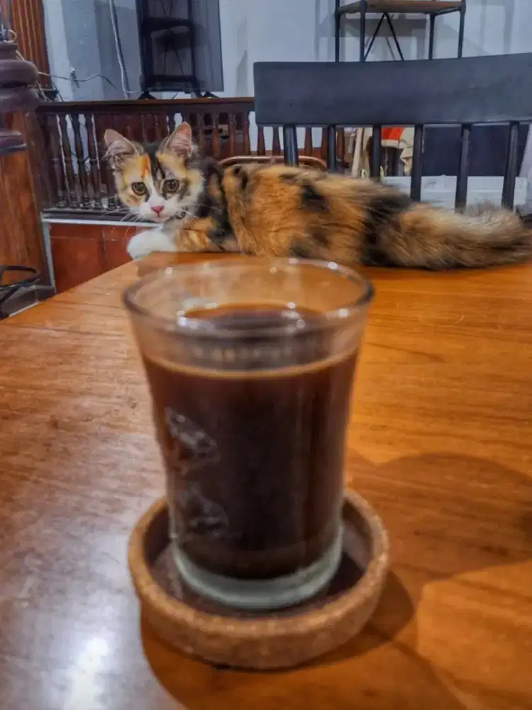 Kucing open adopt