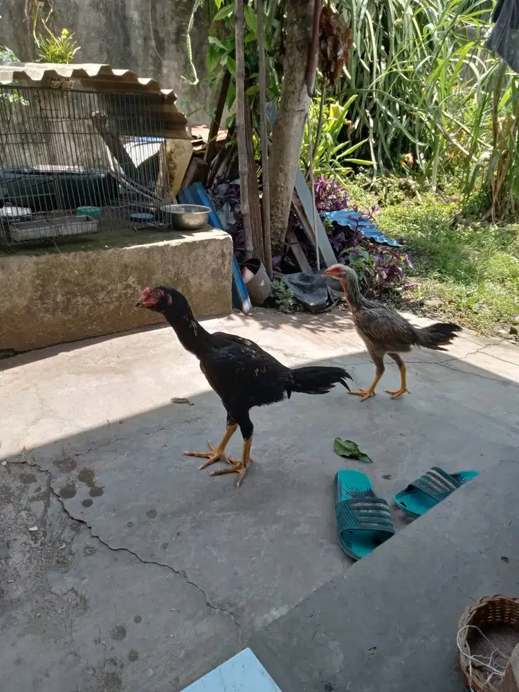 Dijual anak ayam Siam