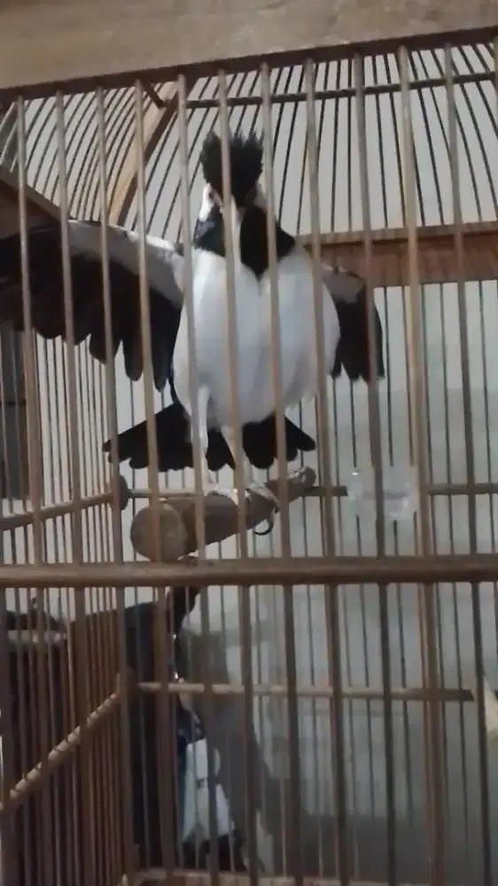 jalak suren ngompa garuda