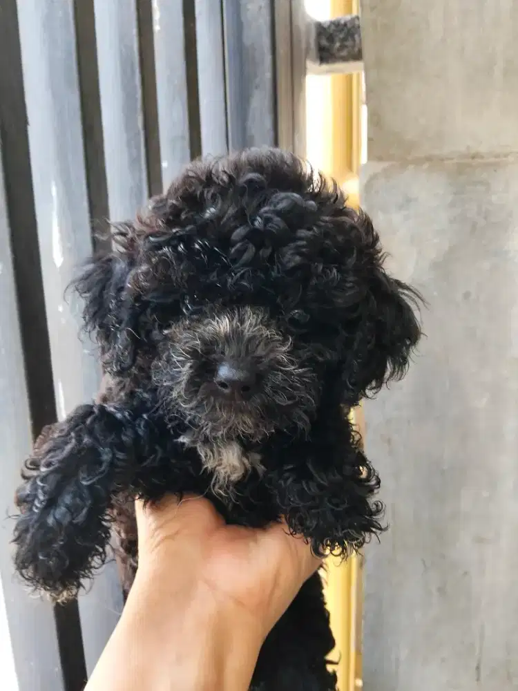 Black Toy Poodle Btn
