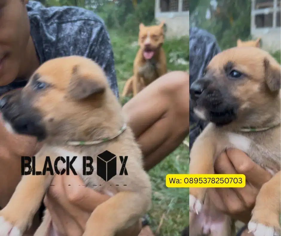 Anak Anjing Bapak pitbul, ibu herder