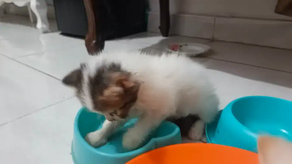 Kucing persia 2 bln