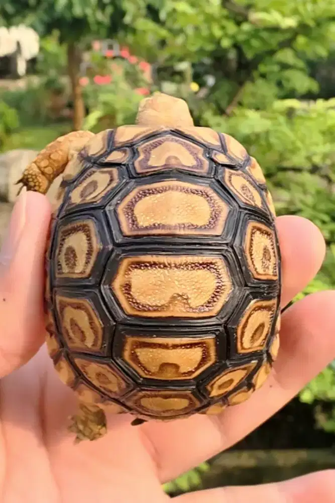 Kura kura Pardalis OverScute 15  Scute Simetris Sangat LANGKA 6 cm