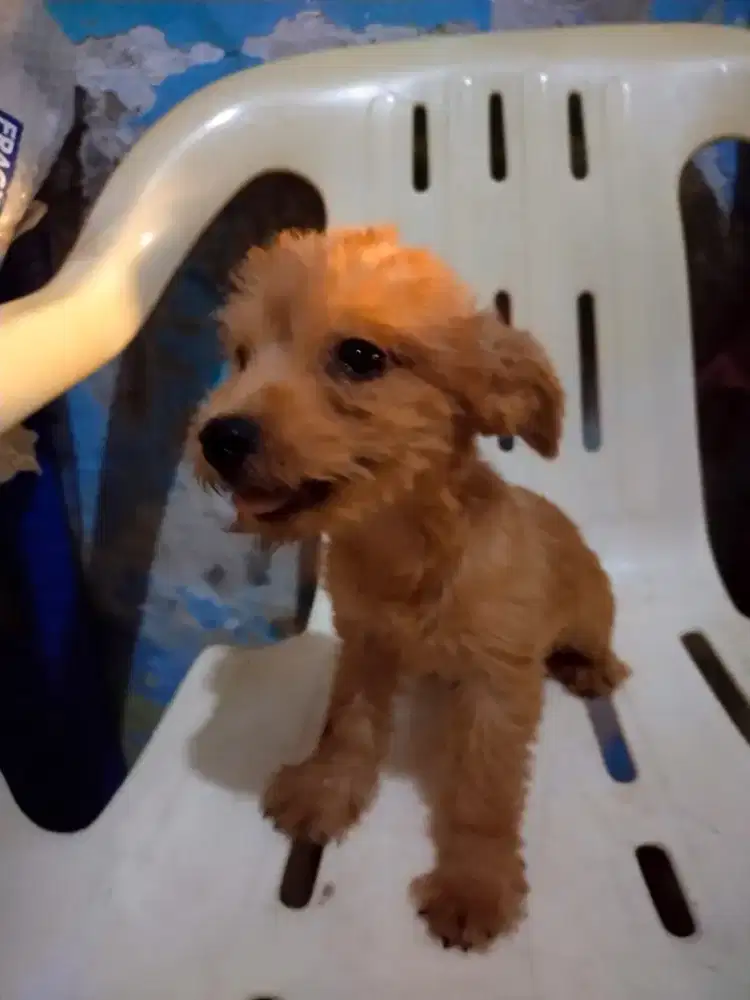 Anak anjing pudel campuran PUDEL MIX