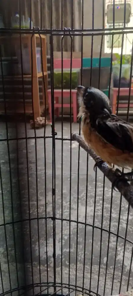 Burung pentet muda utan