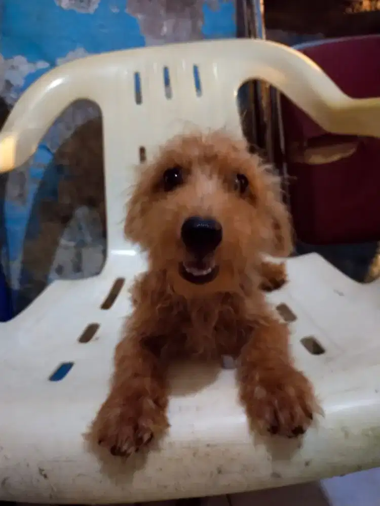 Anak anjing pudel campuran PUDEL MIX