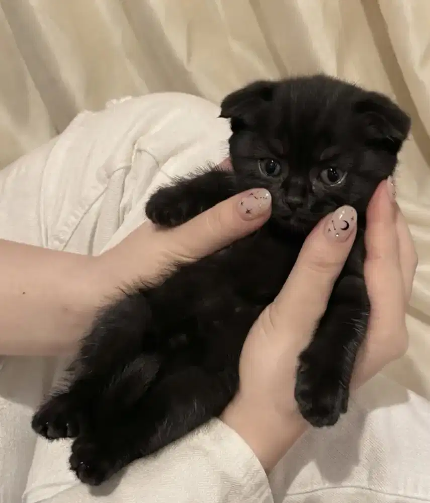 Scottish fold male