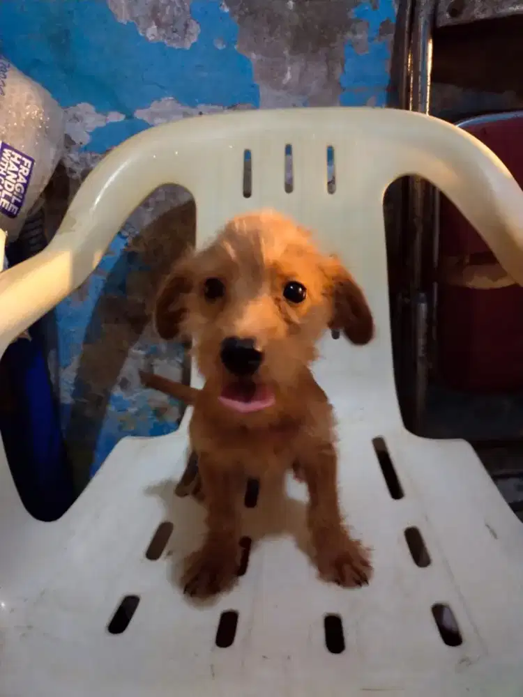 Anak anjing pudel campuran PUDEL MIX
