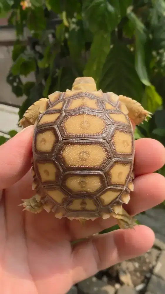 Kura kura Sulcata OverScute Simetris 15 Scute LANGKA 6 cm up
