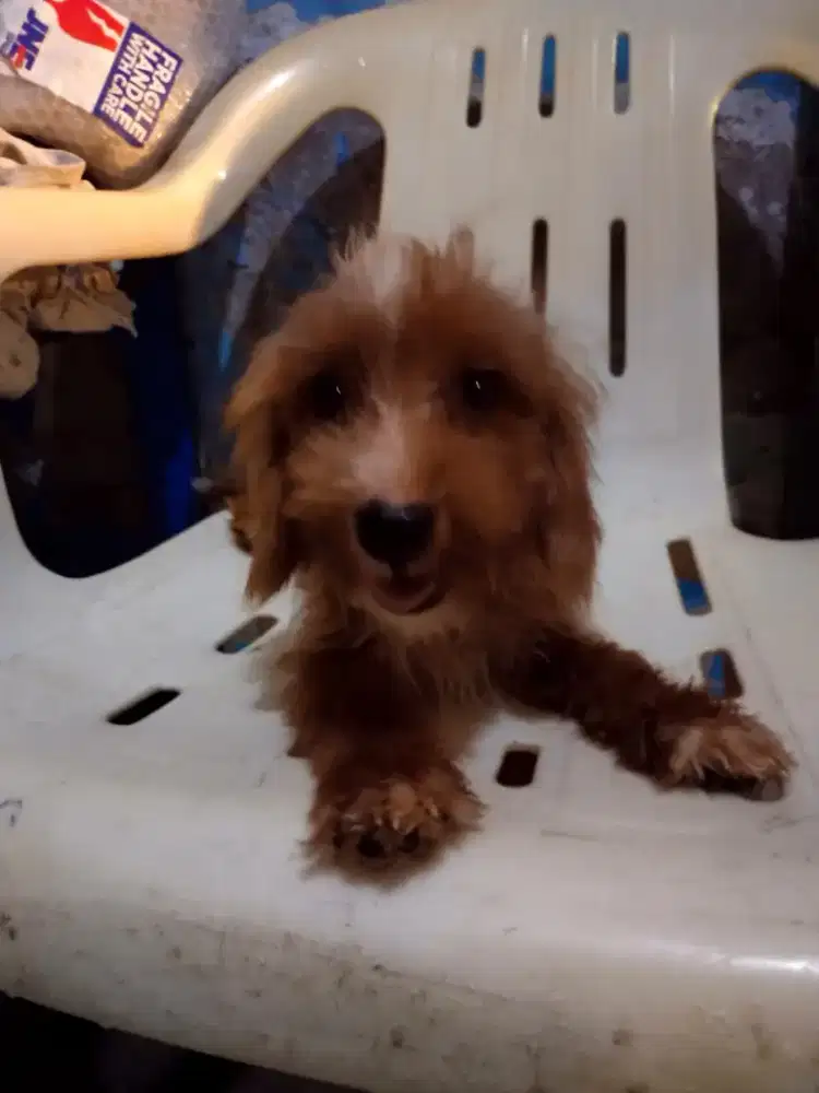 Anak anjing pudel campuran PUDEL MIX