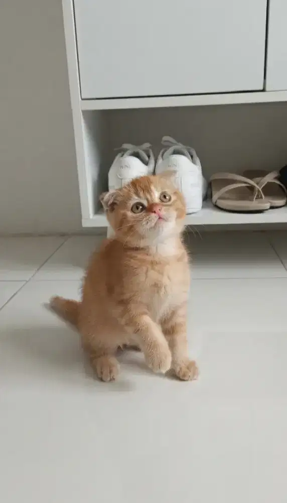 Scottish fold 3bulan