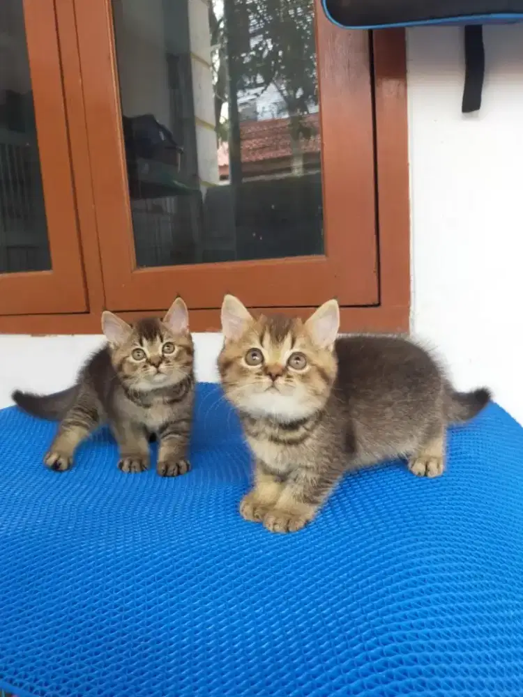 Kucing bsh British shorthair kitten 3 ekor borongan