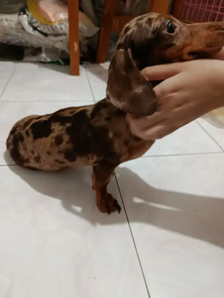 Anjing Mini tekel dapple betina
