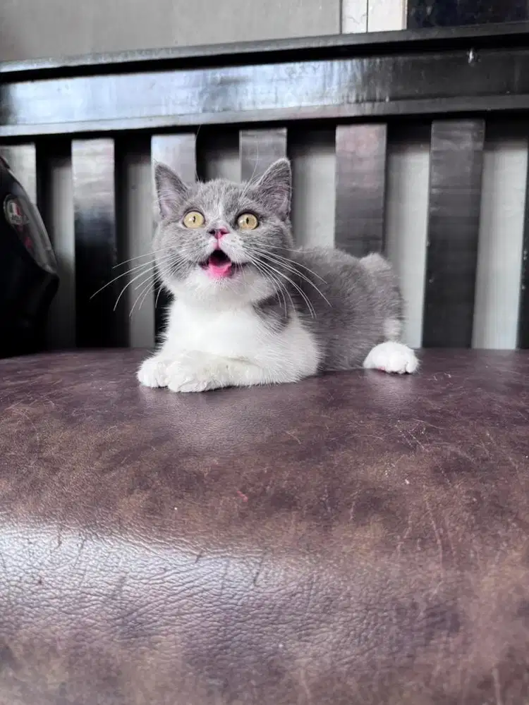 KUCING BSH BRITISH SHORTHAIR