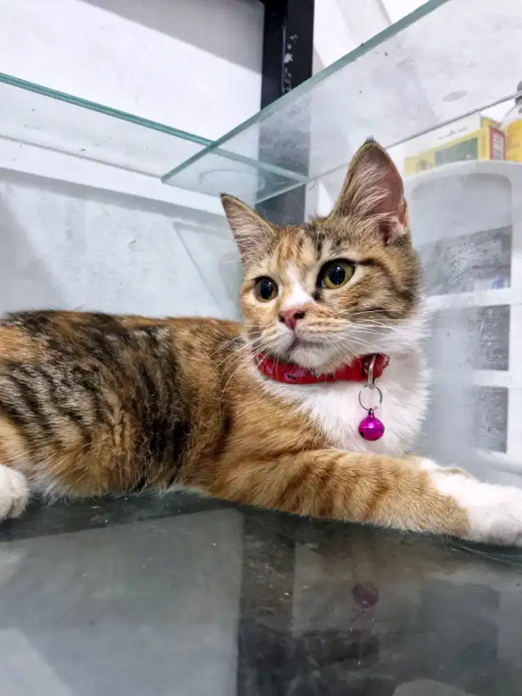 Kitten/Kucing BSH mix Scottish Straight