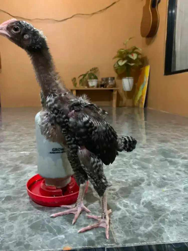 Ayam pelung betina umur 2 bulan